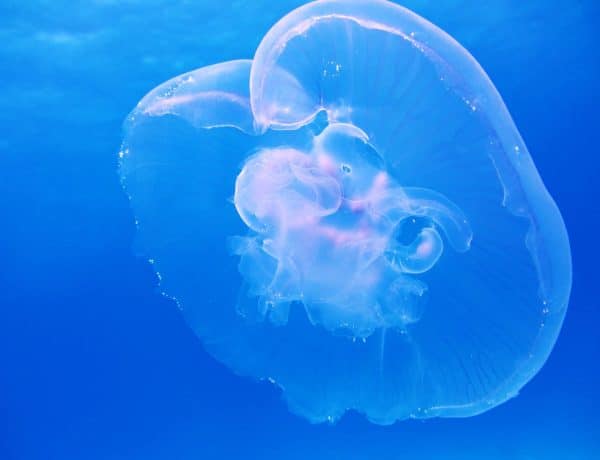 moon-jellyfish-aurelia-aurita-schirmqualle-66321.jpeg